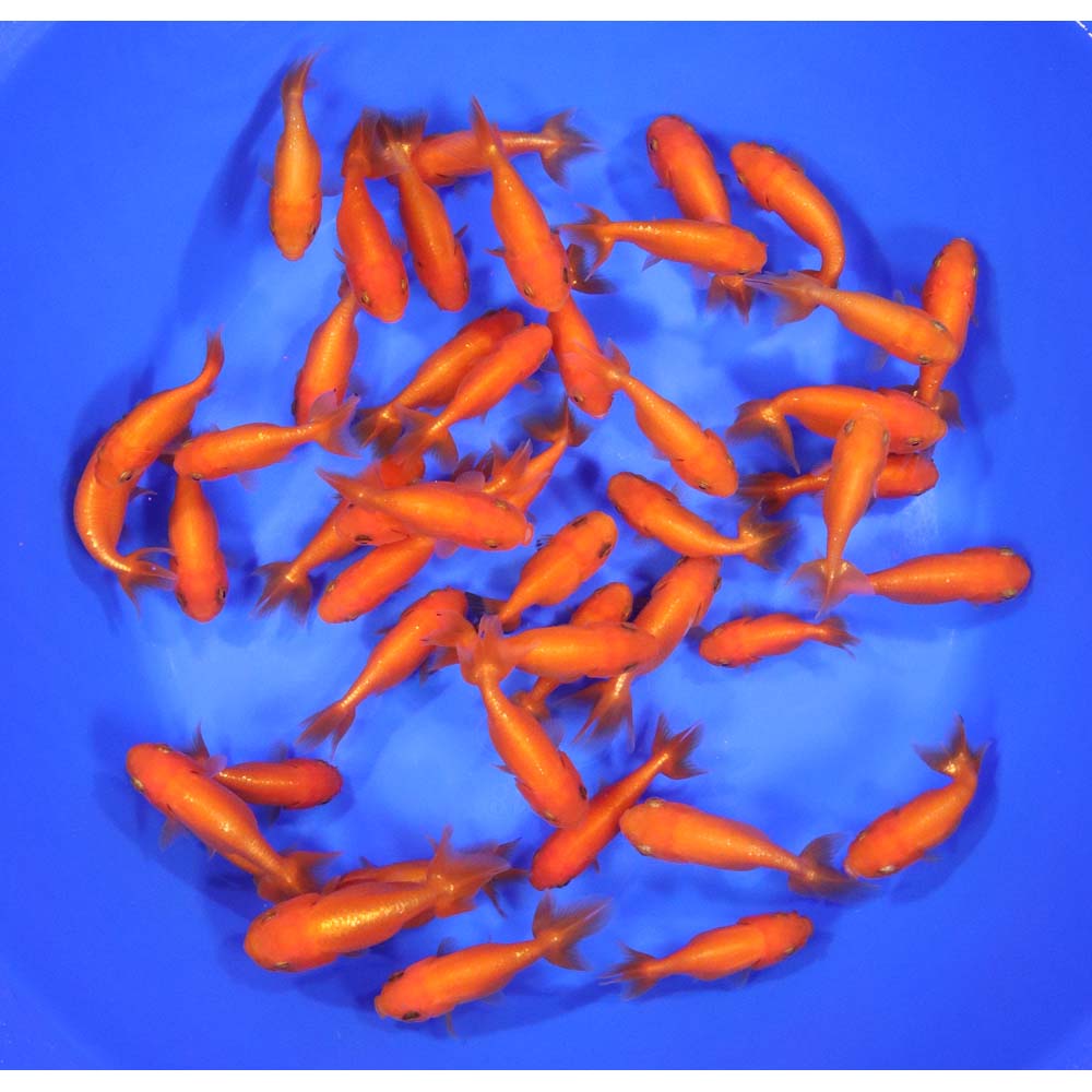 Red Ranchu Goldfish SM