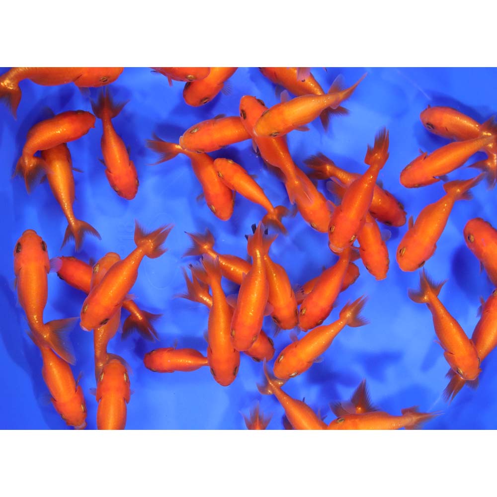 Red Ranchu Goldfish SM