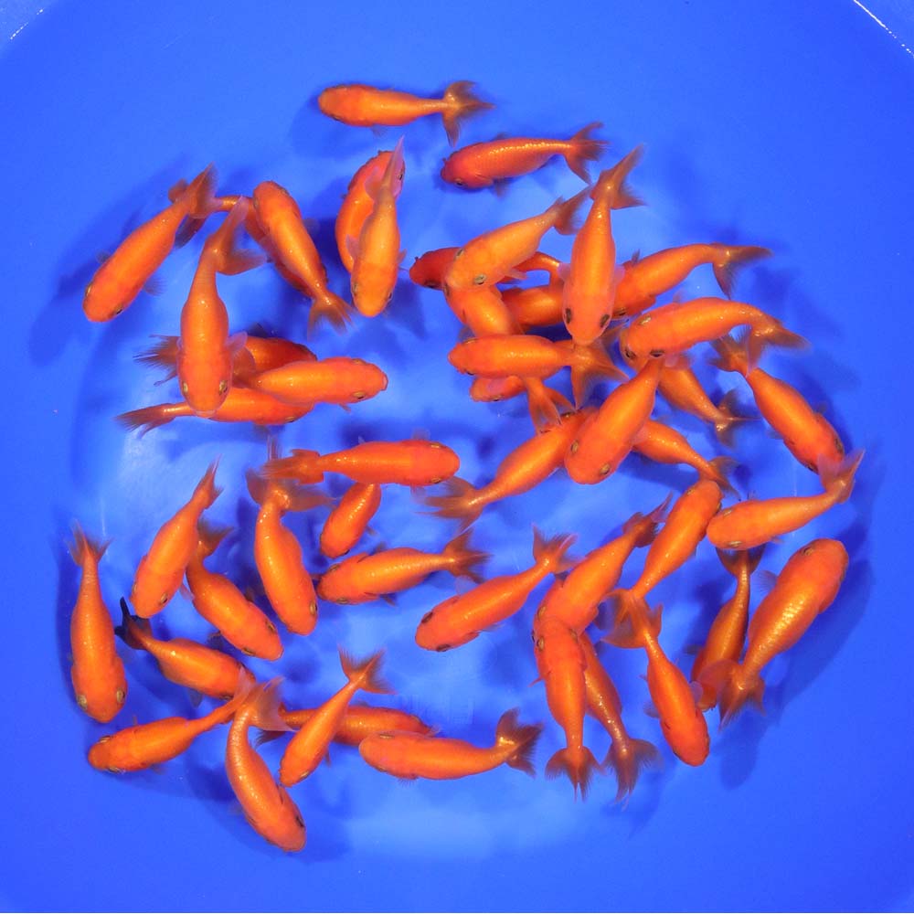 Red Ranchu Goldfish SM