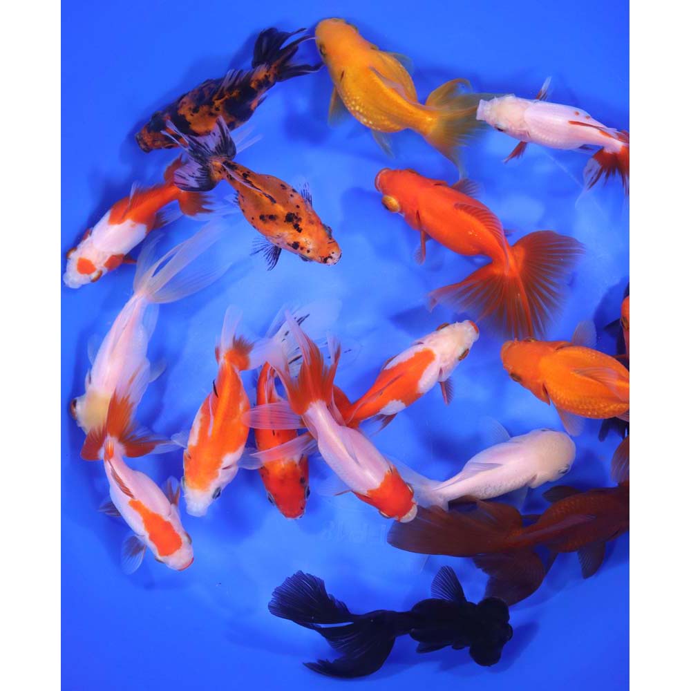Mixed Premium Fantail Goldfish XL