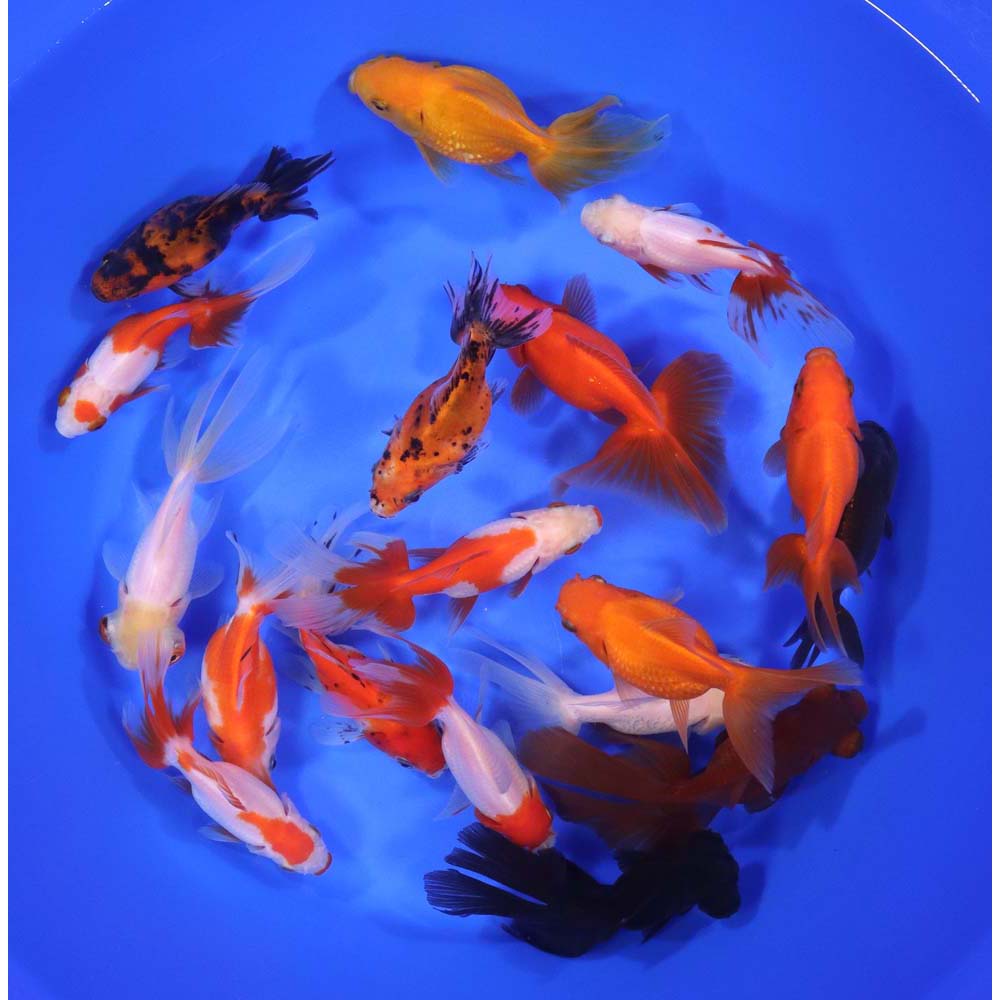 Mixed Premium Fantail Goldfish XL