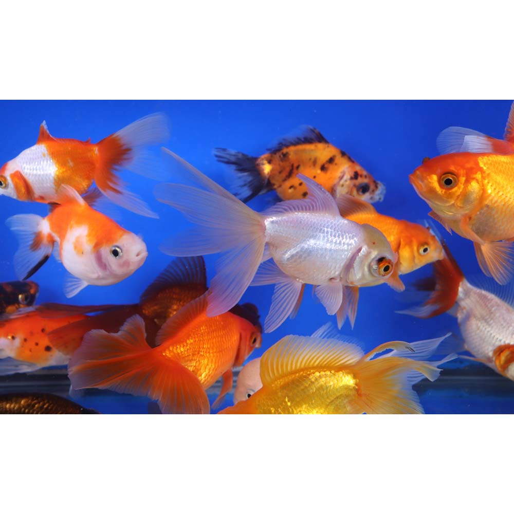Mixed Premium Fantail Goldfish XL