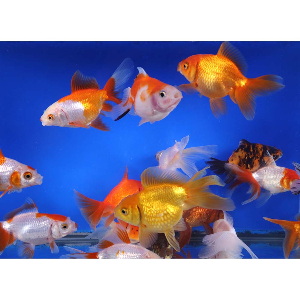 Mixed Premium Fantail Goldfish XL