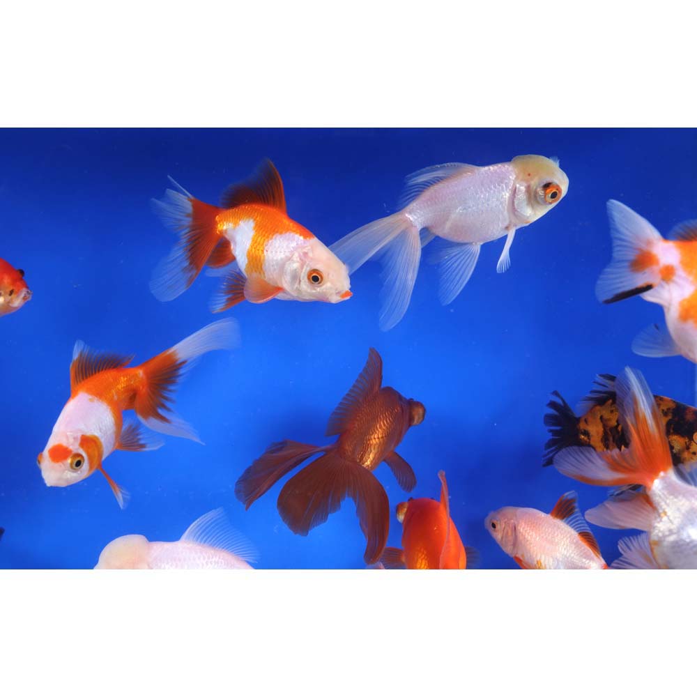 Mixed Premium Fantail Goldfish XL
