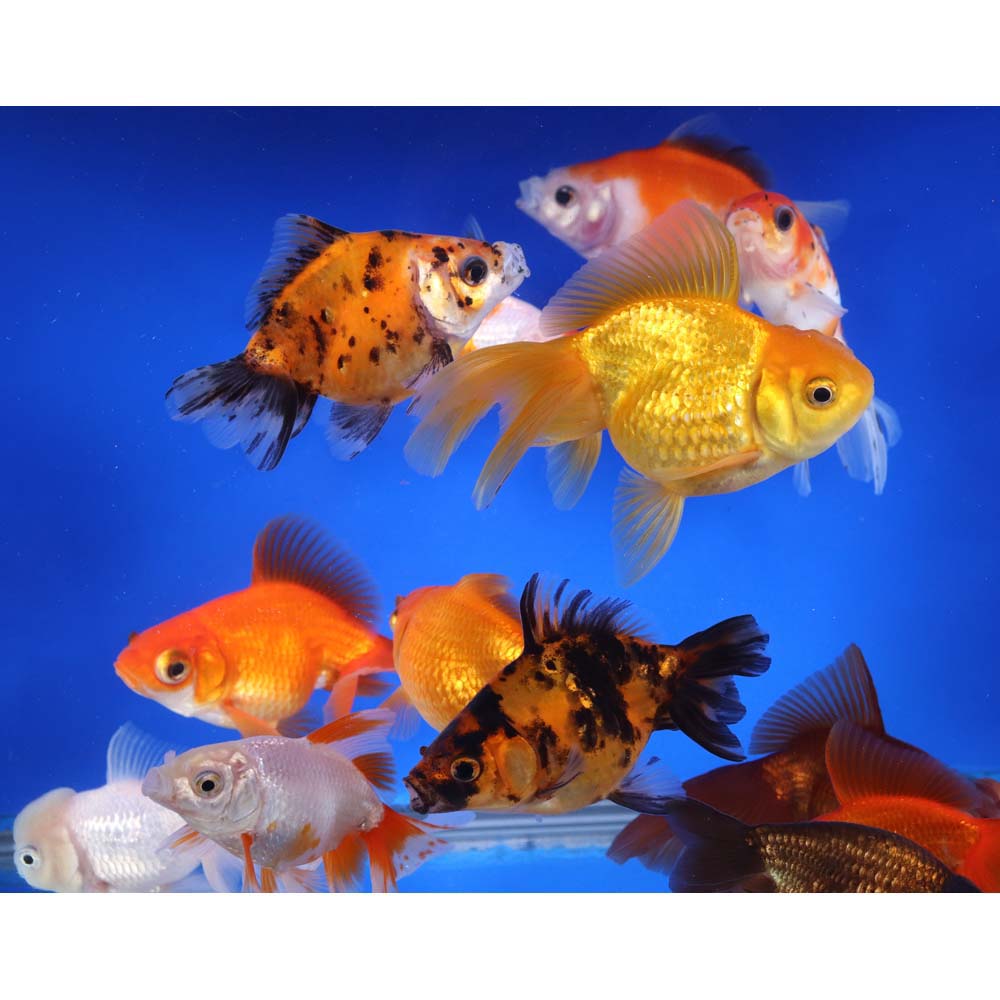 Mixed Premium Fantail Goldfish XL