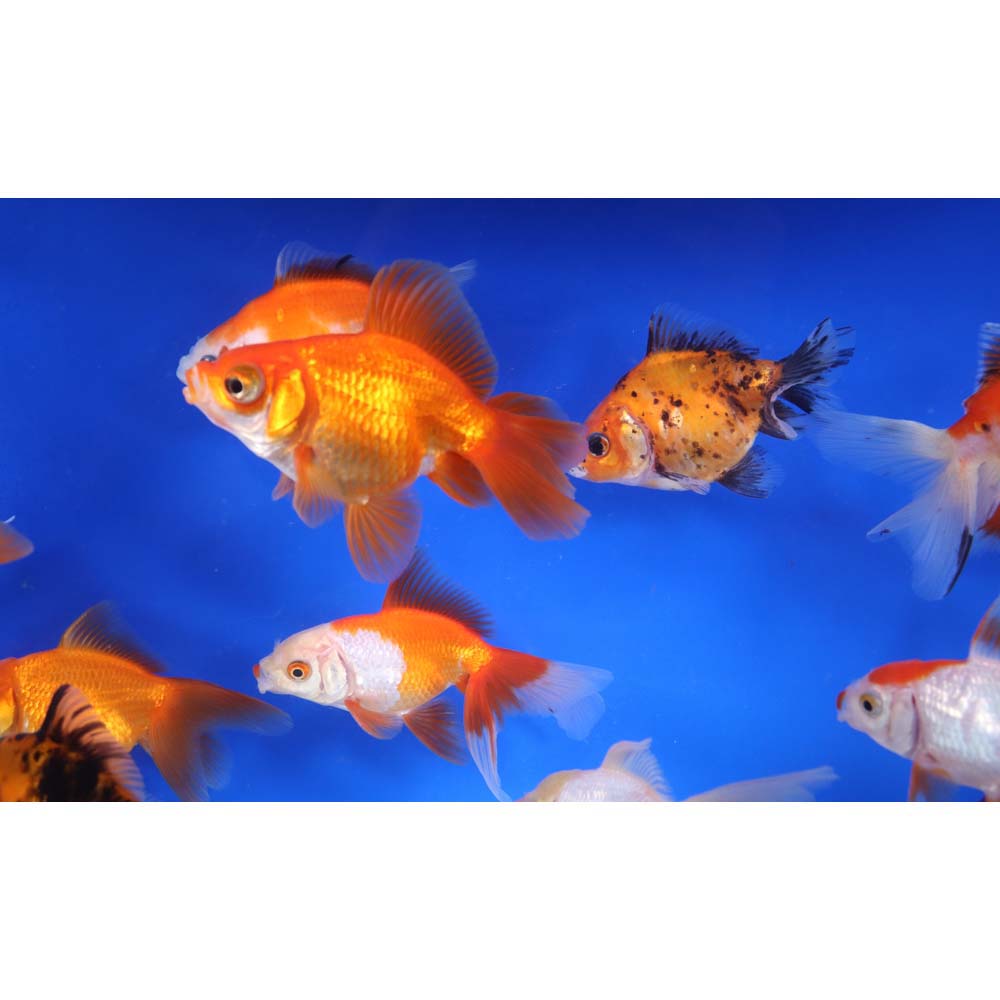 Mixed Premium Fantail Goldfish XL