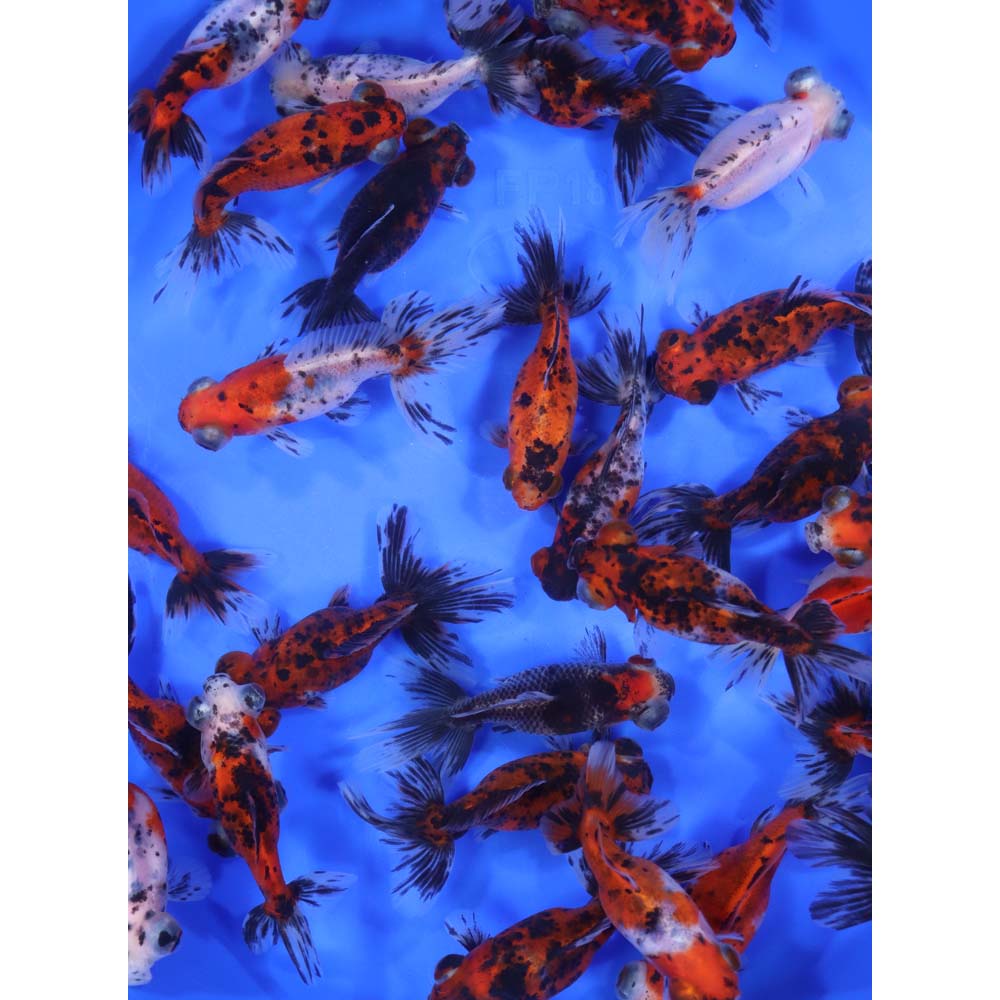 Calico Moor Goldfish MD