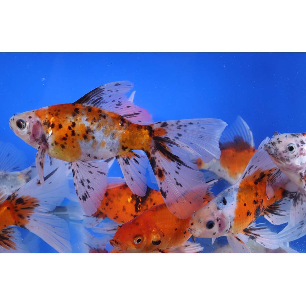 Bristol Shubunkin Goldfish 6-7"