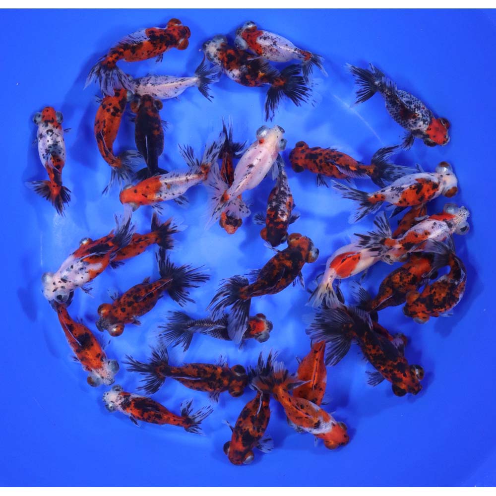 Calico Moor Goldfish MD