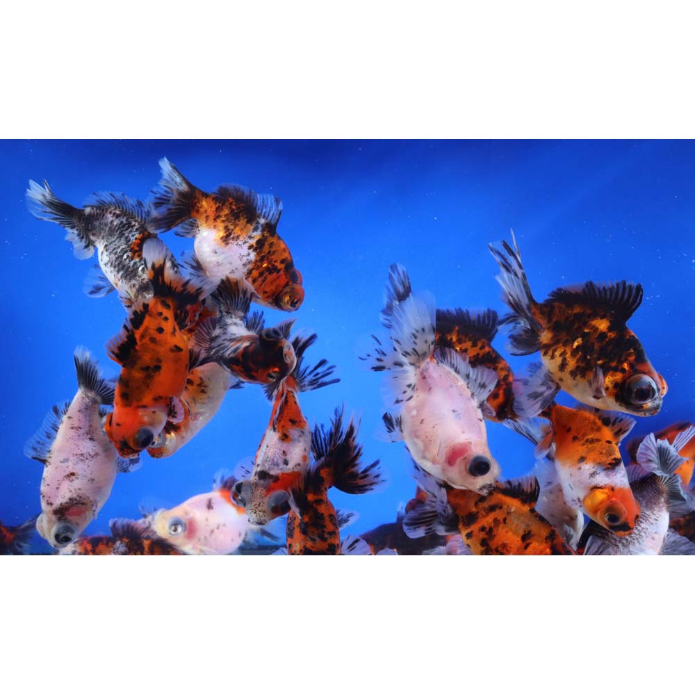 Calico Moor Goldfish MD