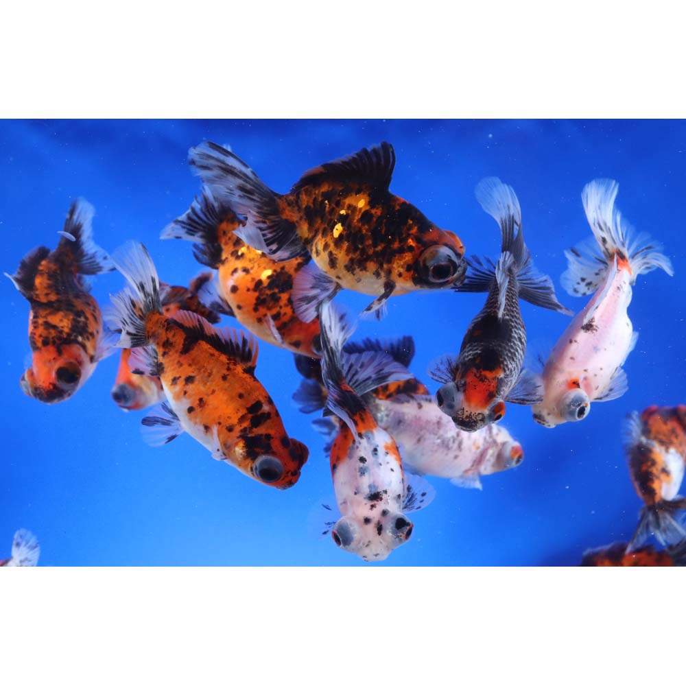 Calico Moor Goldfish MD