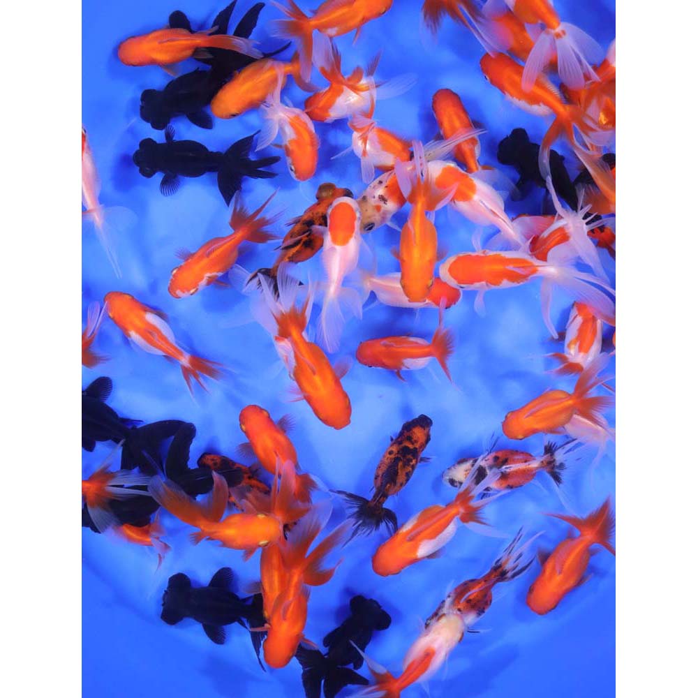 Mixed Premium Fantail Goldfish SM