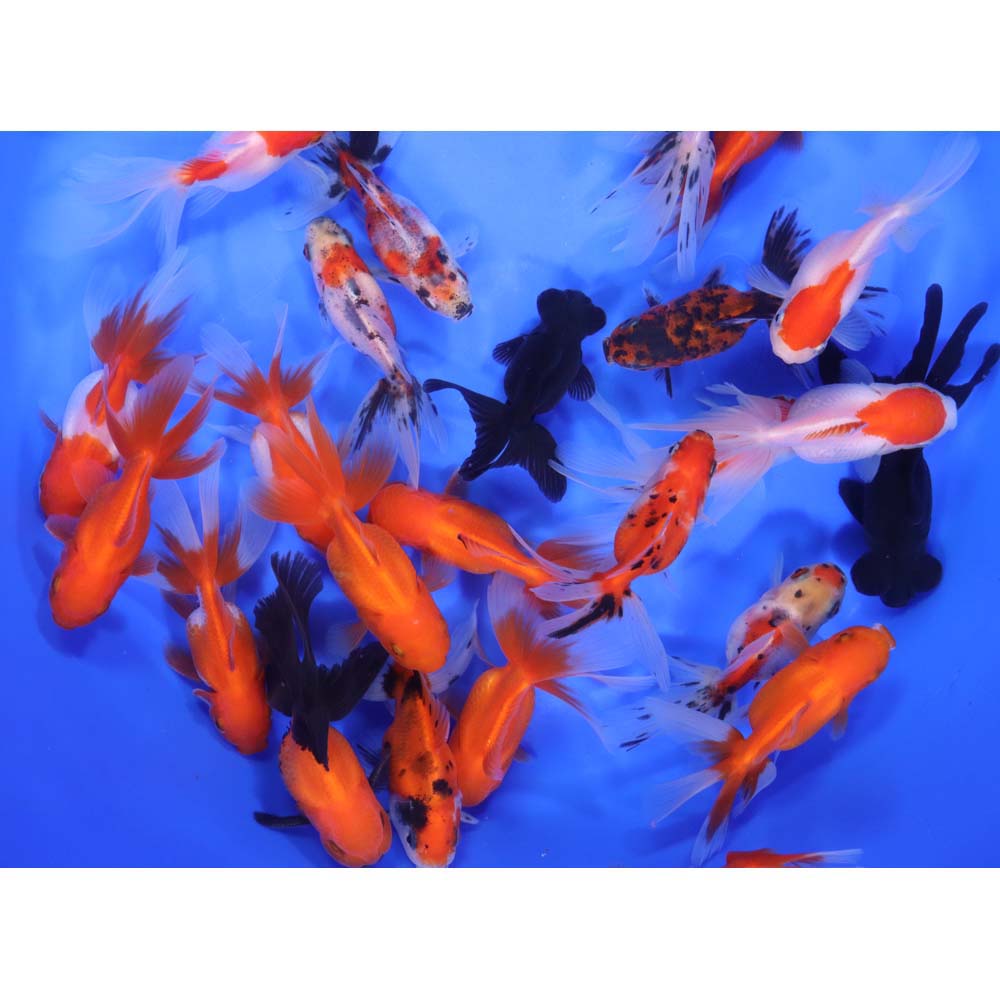 Mixed Premium Fantail Goldfish MD