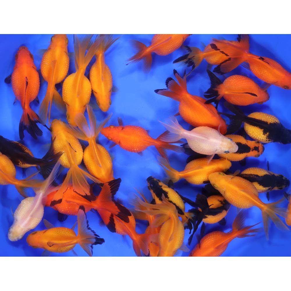 Mixed Pearlscale Goldfish MD