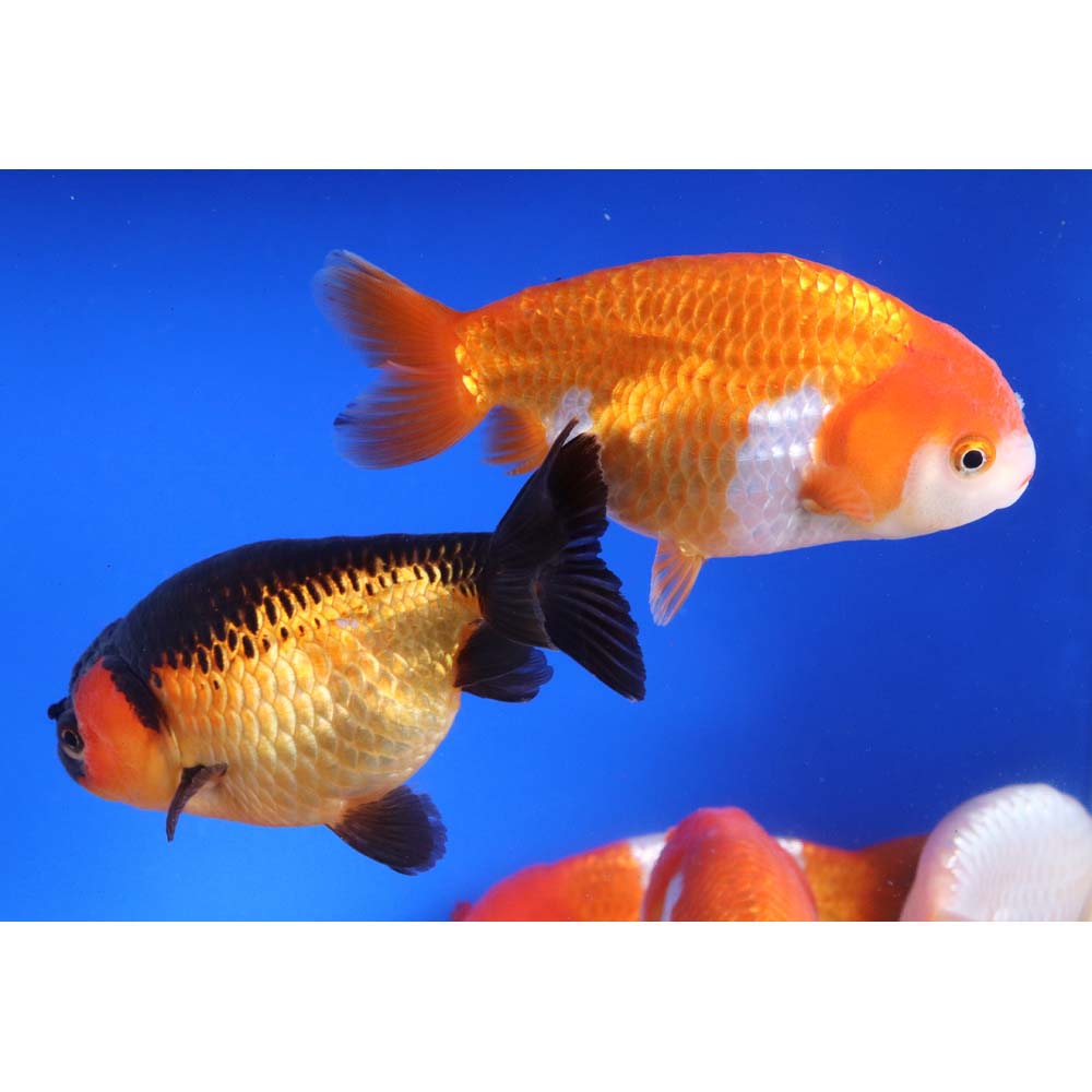 Mixed Ranchu Goldfish XL