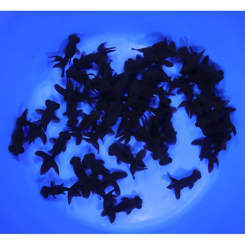 Black Moor Goldfish SM