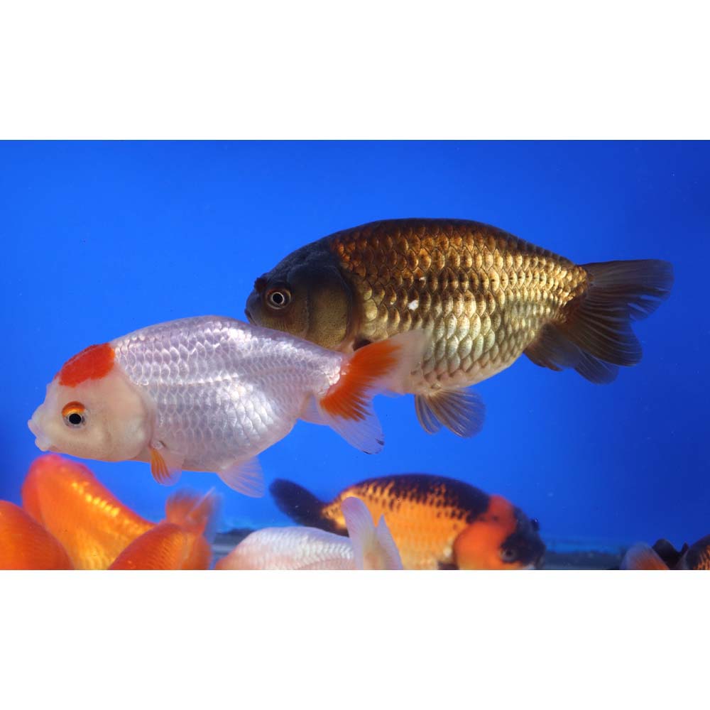Mixed Ranchu Goldfish LG
