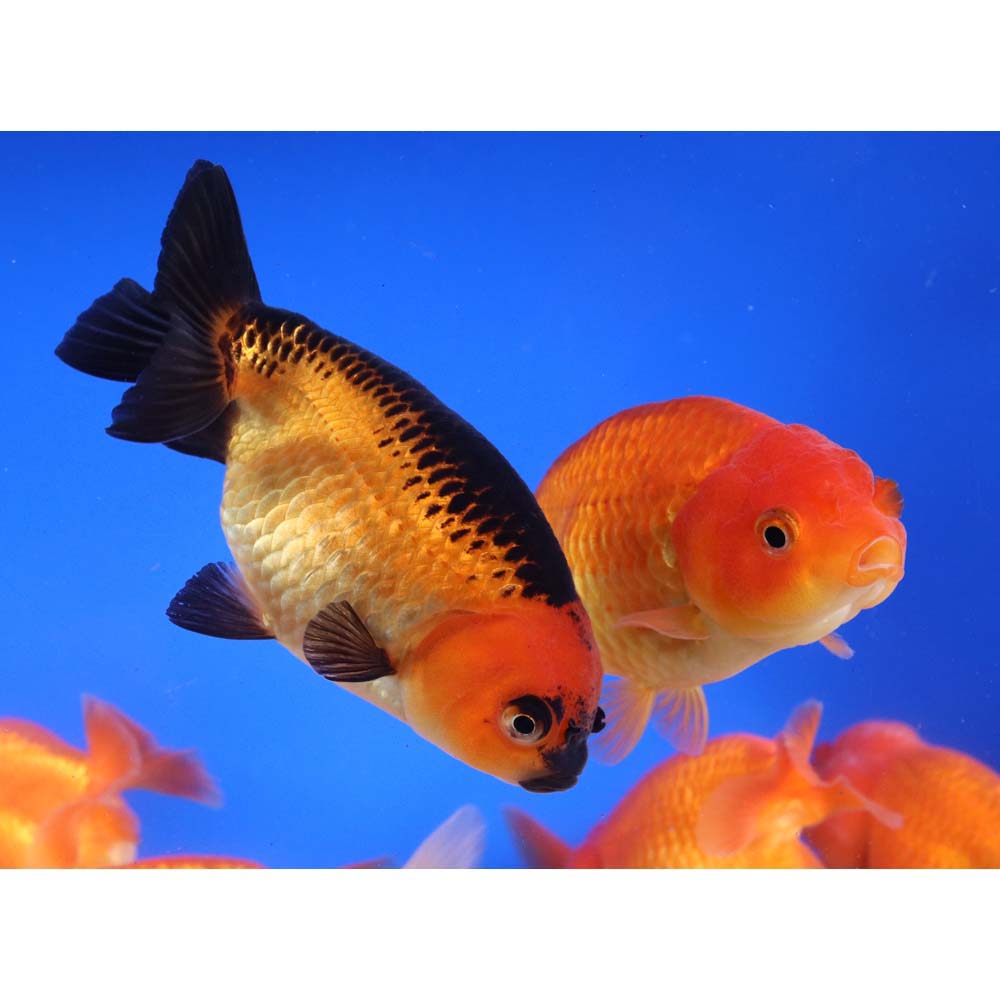 Mixed Ranchu Goldfish LG