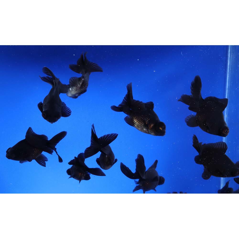 Black Moor Goldfish SM