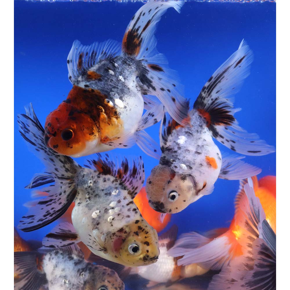 Mixed Premium Oranda Goldfish XL