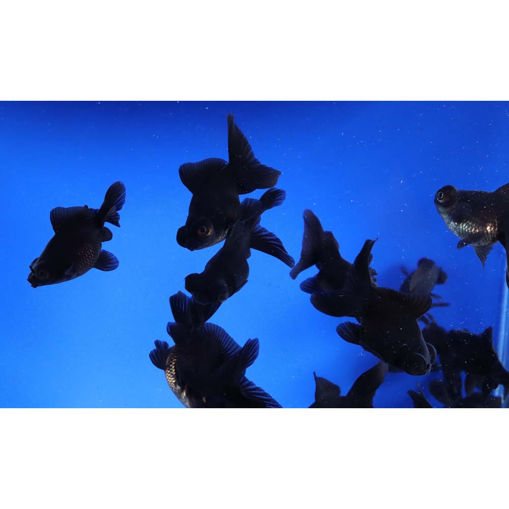 Black Moor Goldfish SM