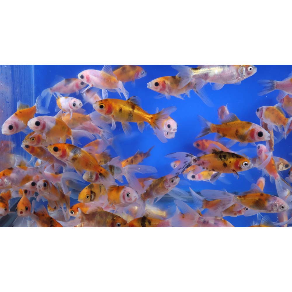 Solar Flare Shubunkin Goldfish 3-4"