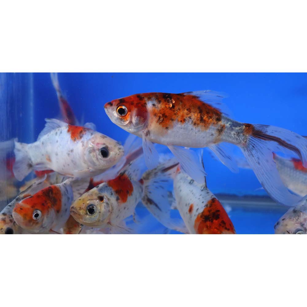 Bristol Shubunkin Goldfish 5-6"