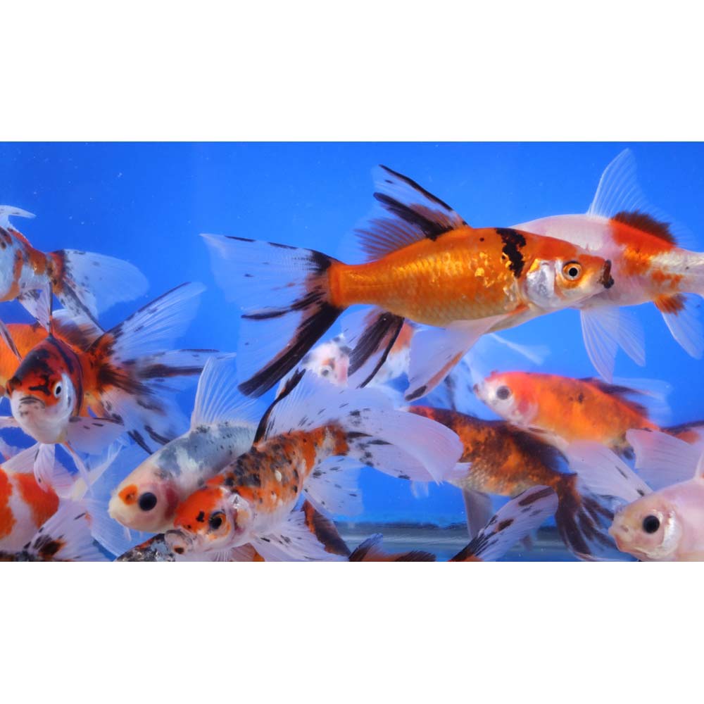 Bristol Shubunkin Goldfish 4-5"