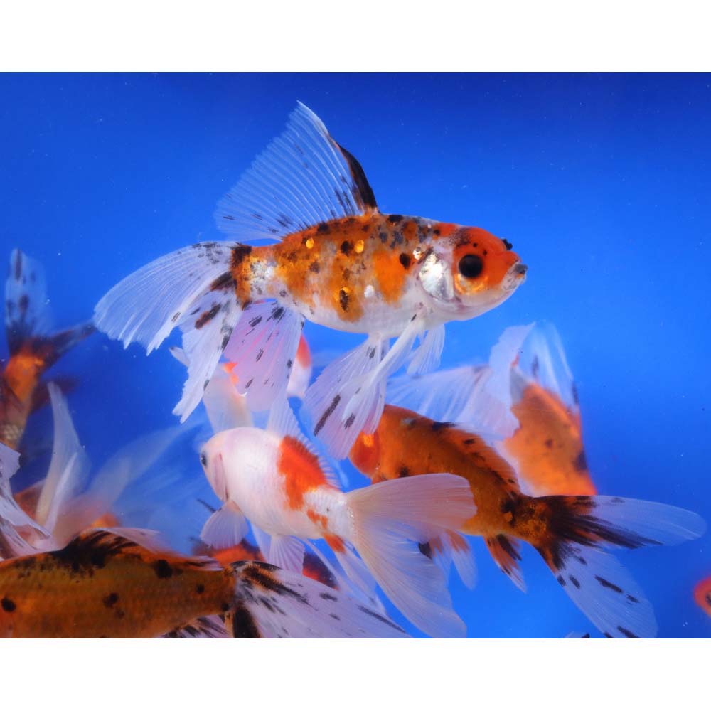 Bristol Shubunkin Goldfish 4-5"