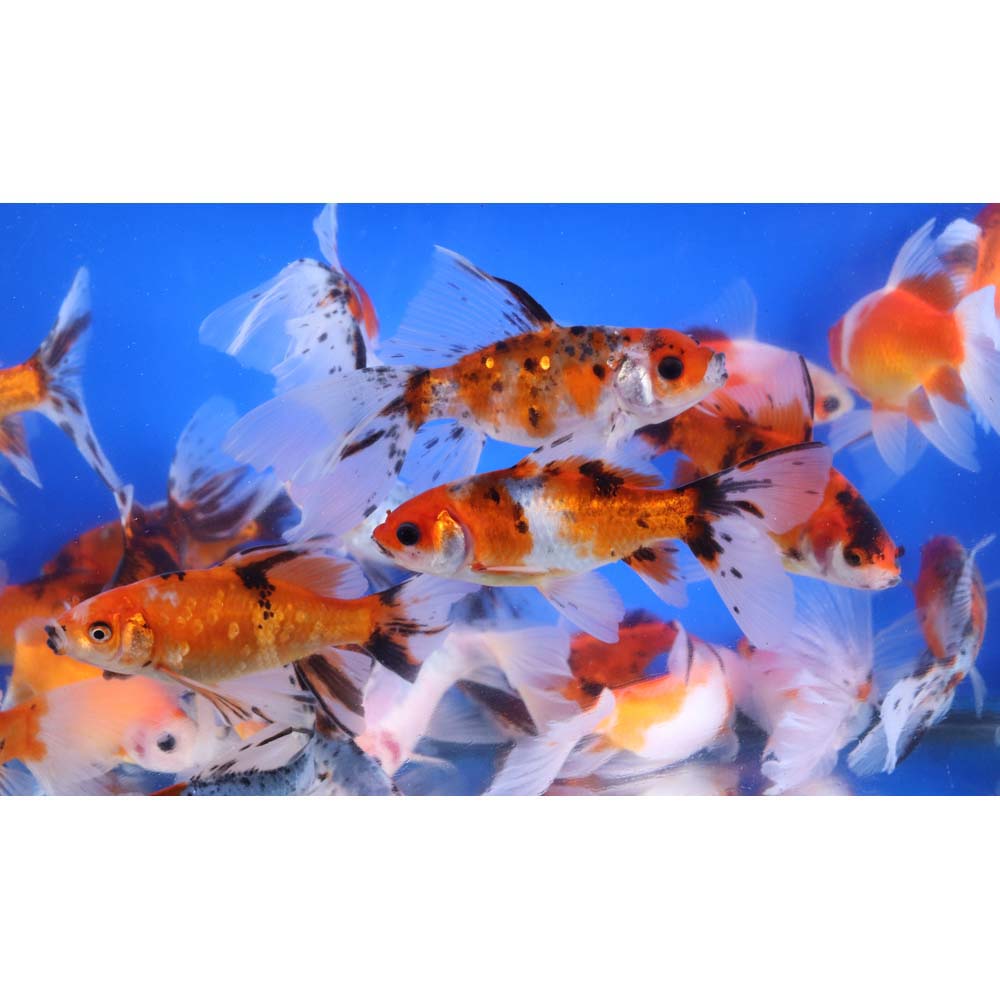 Bristol Shubunkin Goldfish 4-5"