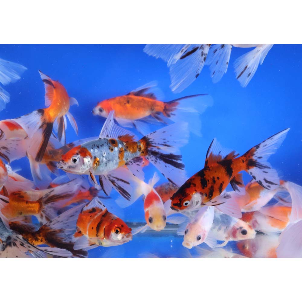 Bristol Shubunkin Goldfish 4-5"