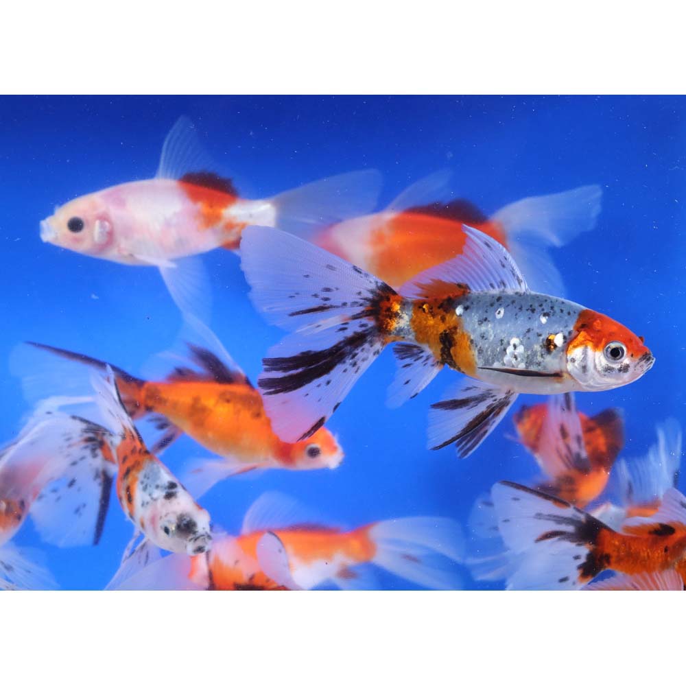 Bristol Shubunkin Goldfish 4-5"