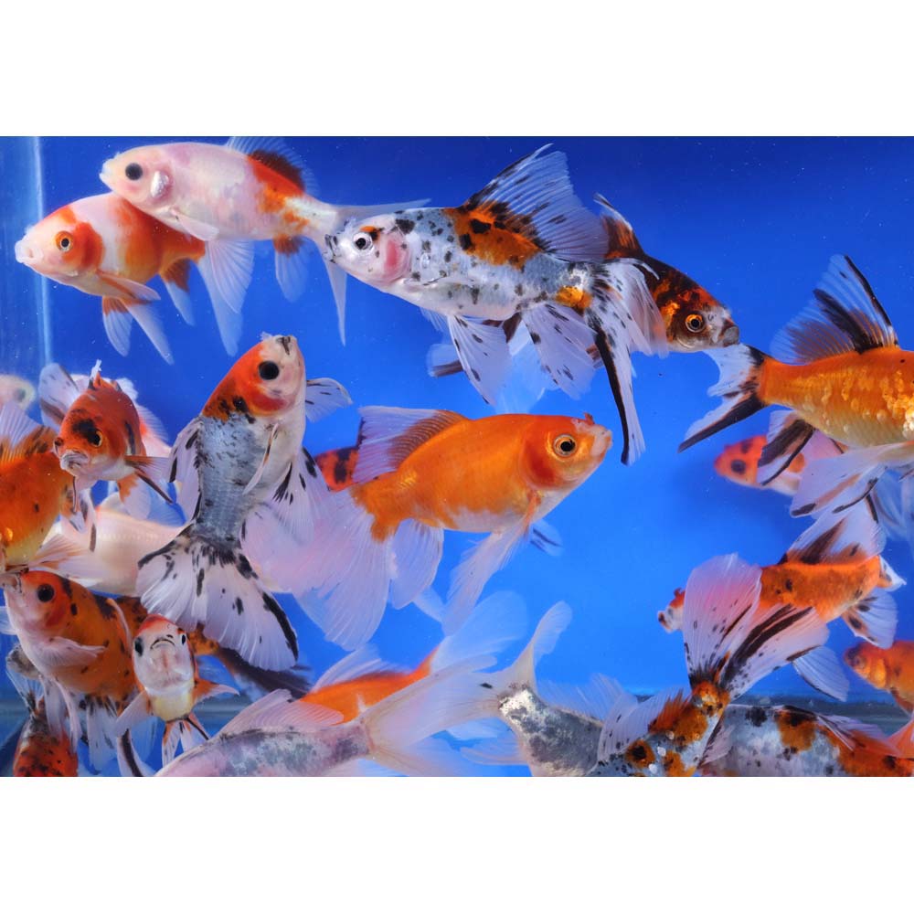 Bristol Shubunkin Goldfish 4-5"