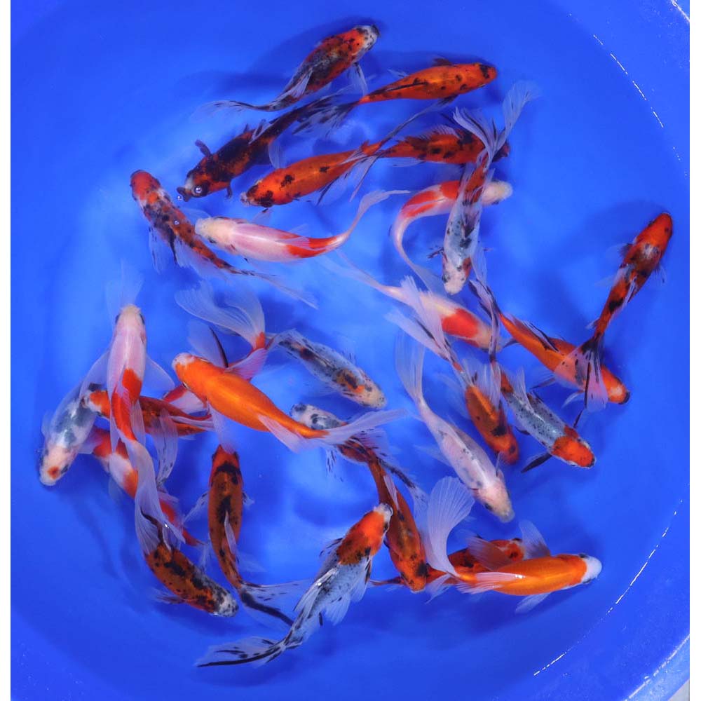 Bristol Shubunkin Goldfish 4-5"