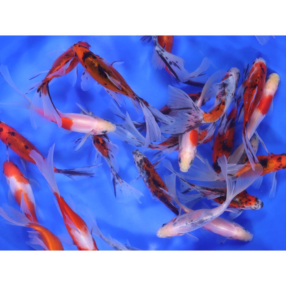 Bristol Shubunkin Goldfish 4-5"