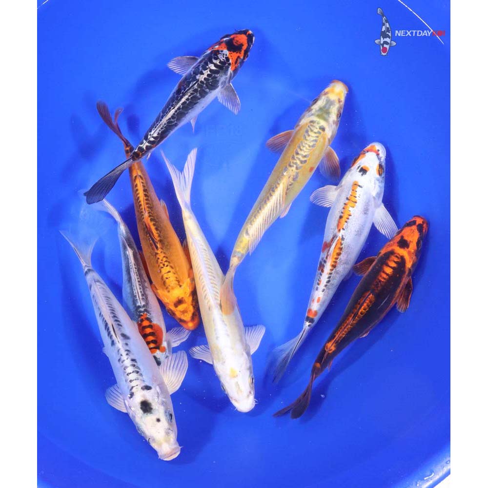 Skeleton Koi Mix 7-8"