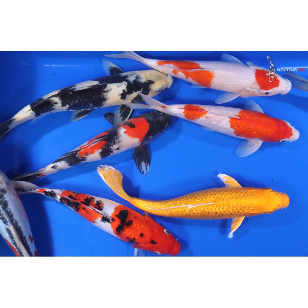 Premium Koi 10-12"
