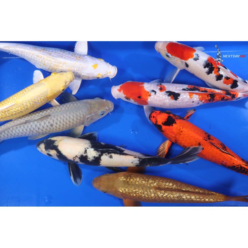 Premium Koi 12-14"