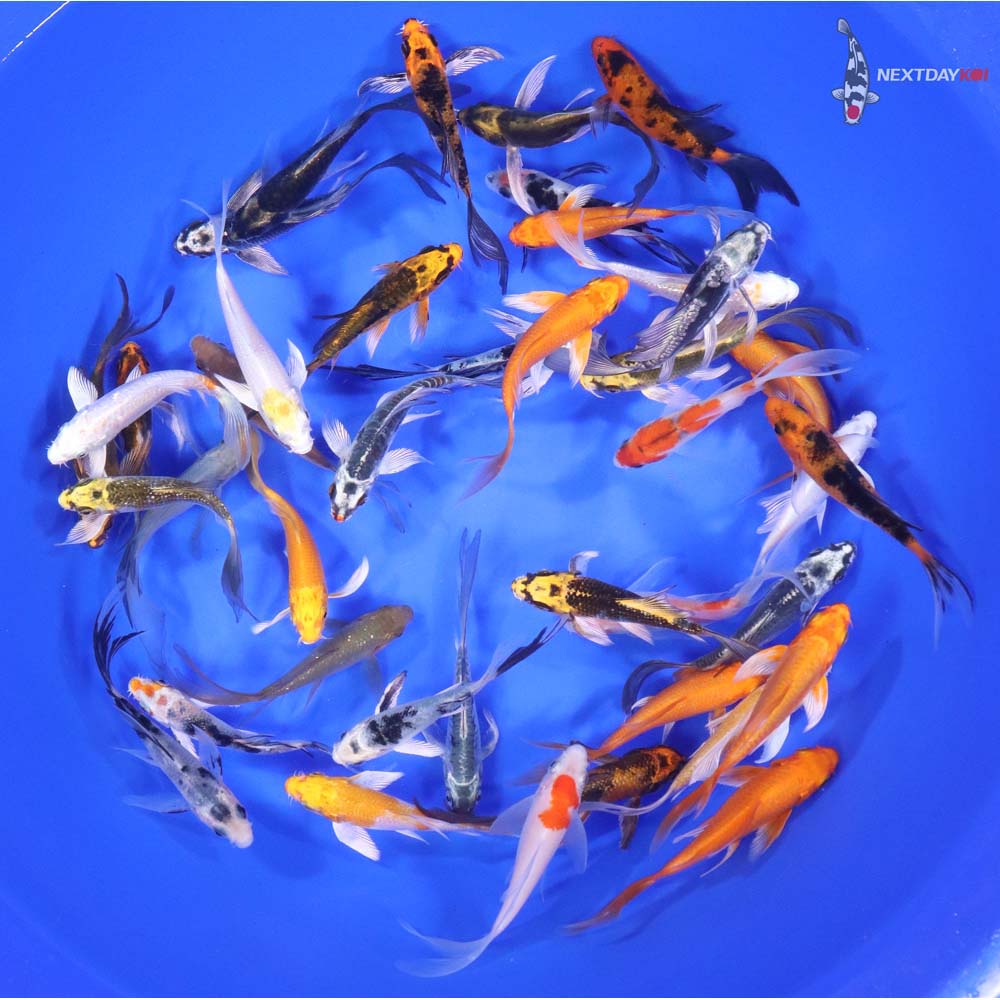 Standard Butterfly Koi 3-4"