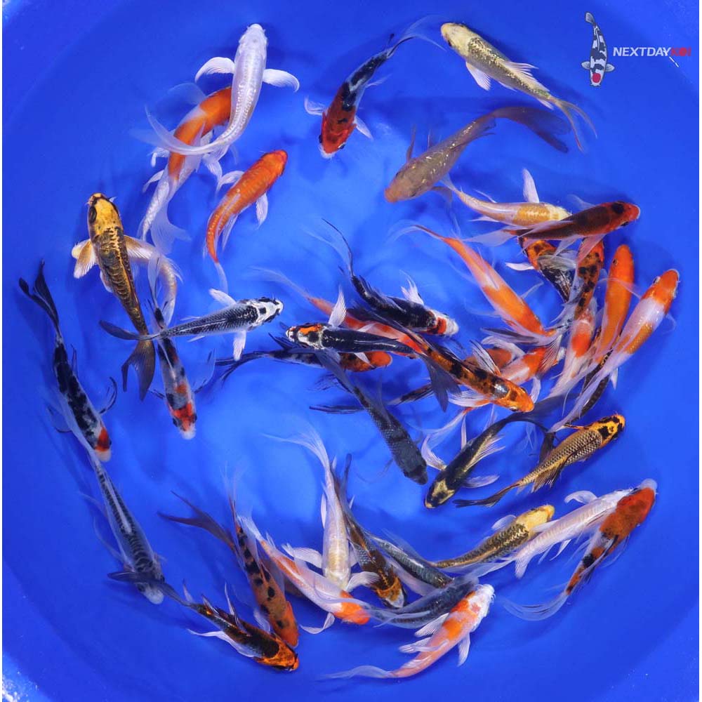Premium Butterfly Koi 3-4"