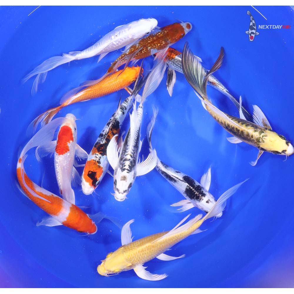 Premium Butterfly Koi 7-8"