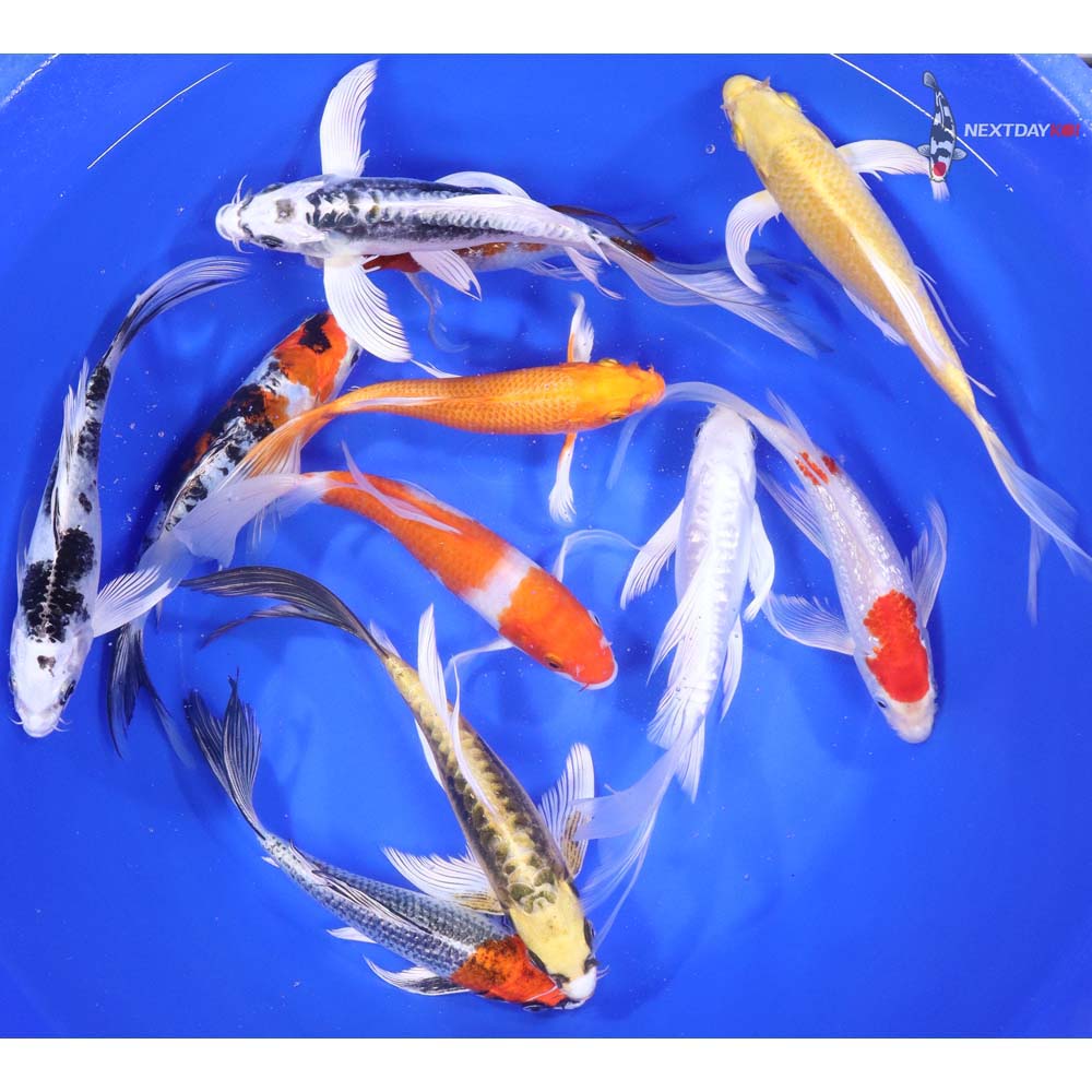 Premium Butterfly Koi 7-8"