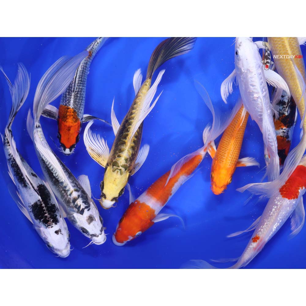 Premium Butterfly Koi 7-8"