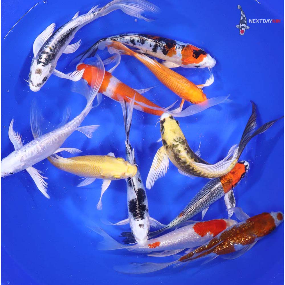 Premium Butterfly Koi 7-8"