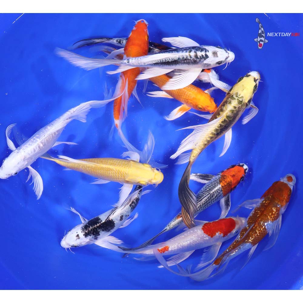 Premium Butterfly Koi 7-8"