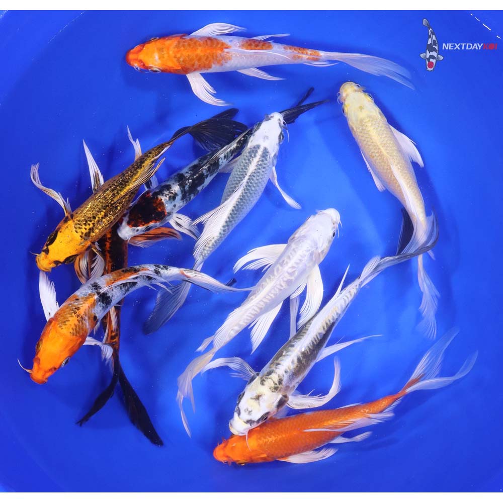 Standard Butterfly Koi 7-8"