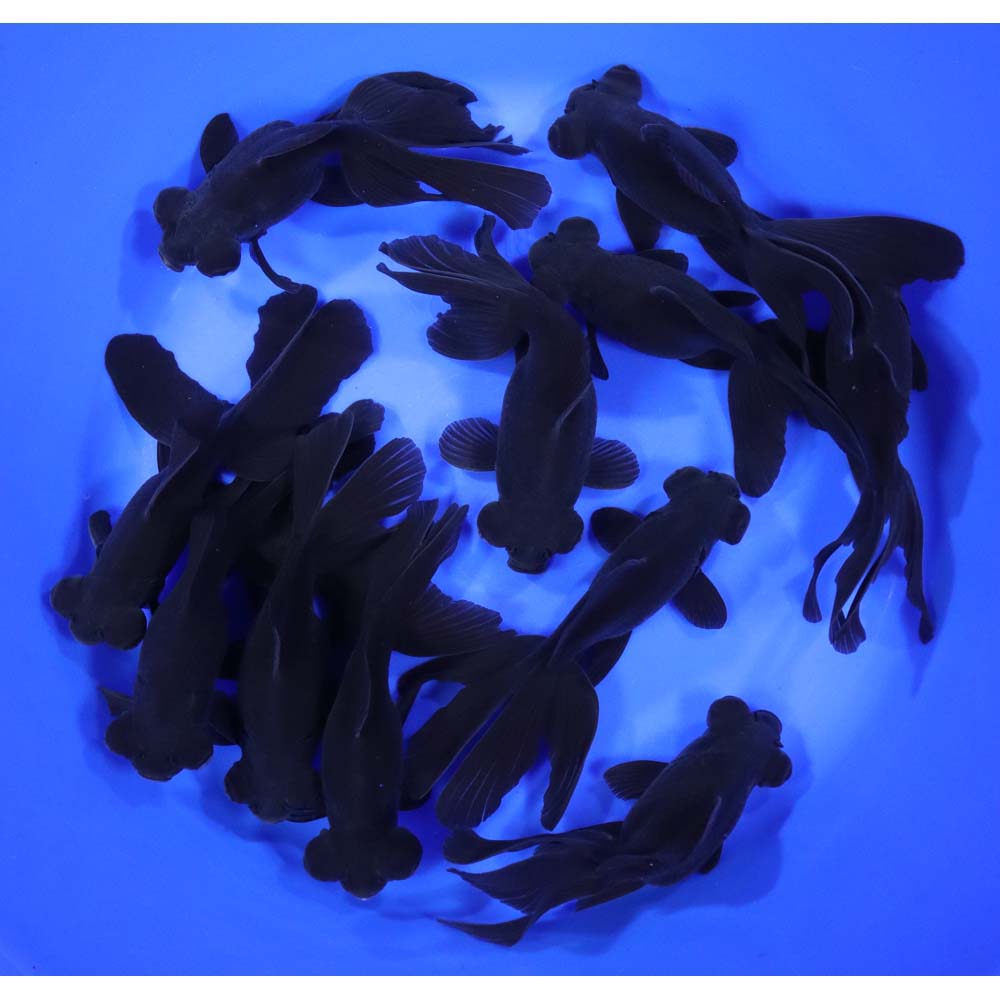 Black Moor Goldfish JUMBO