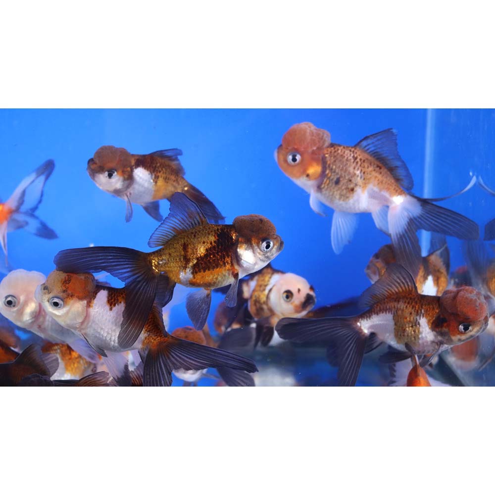 Tri Color/Panda Oranda Goldfish MD