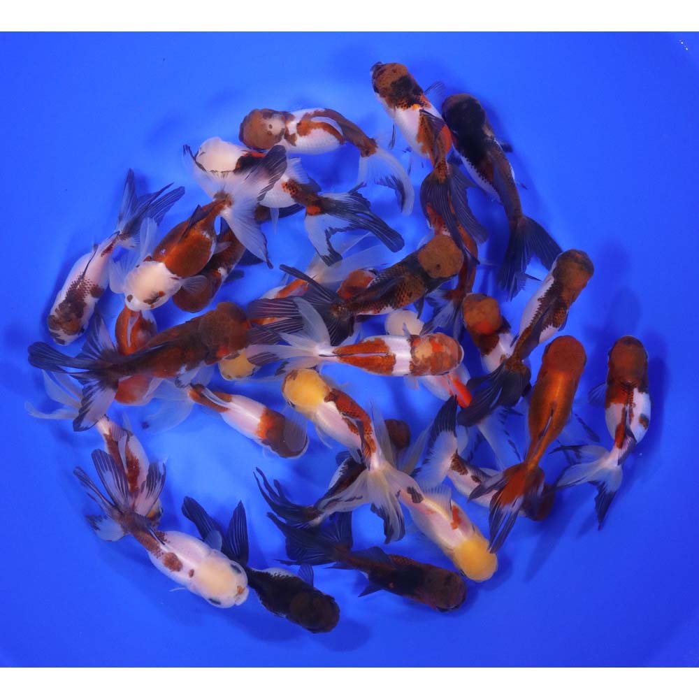 Tri Color/Panda Oranda Goldfish LG