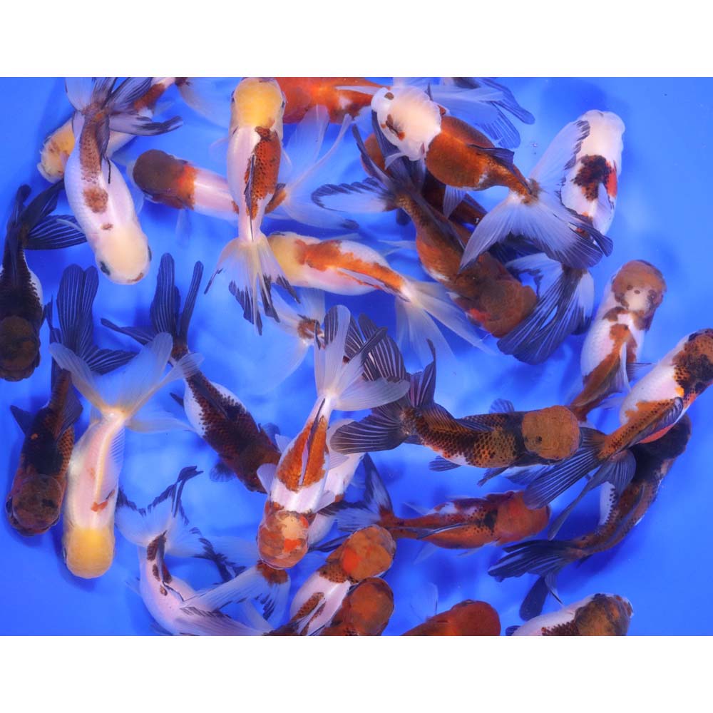 Tri Color/Panda Oranda Goldfish LG